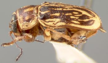 Media type: image;   Entomology 8795 Aspect: habitus lateral view